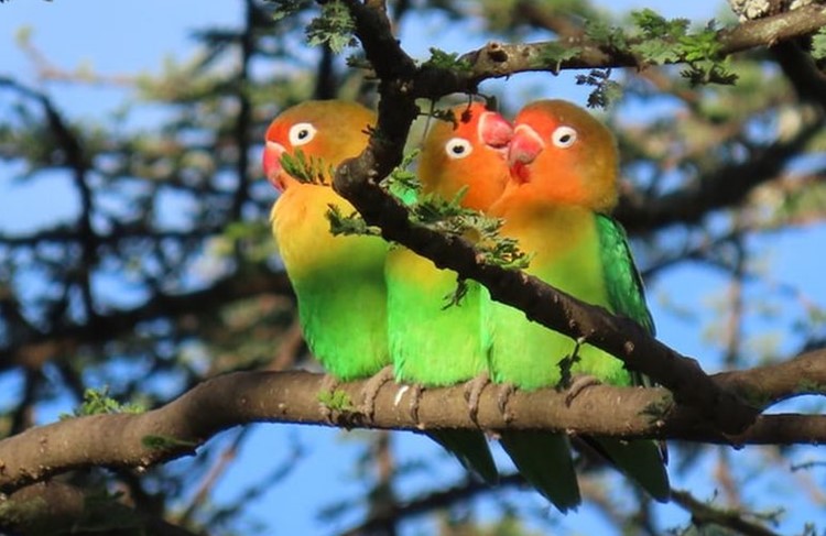 photo of Dar El Salaam - Selous Game Reserve